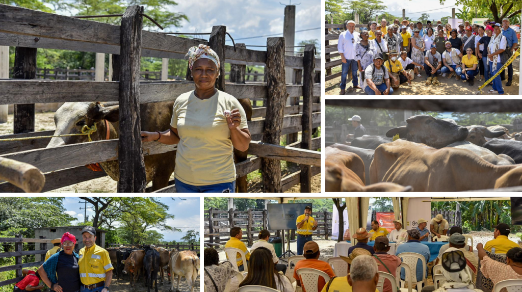 Cincuenta familias en La Guajira reciben “Una vaca por la paz” gracias a Fundagan y Cerrejón